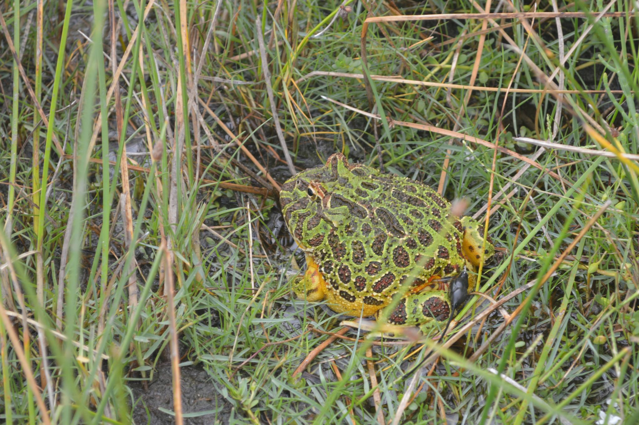 Ceratophrys ornata individual fitted with a radiotransmitter   Photographed by Camila Deutsch